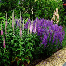 Border plants