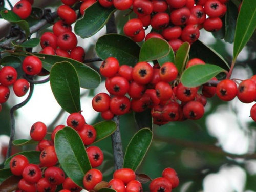 Ornamental bush with red berries