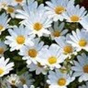Brenda Danielian's photo