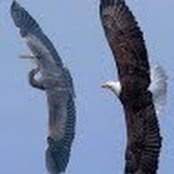 nadya zawaideh's photo