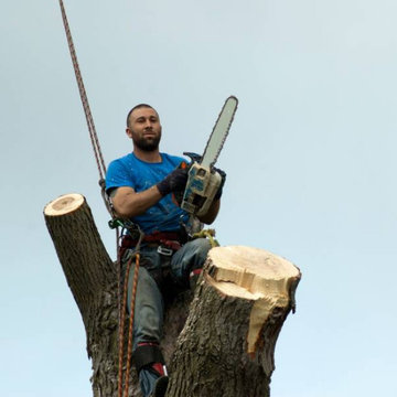 San Diego Tree Removal Services