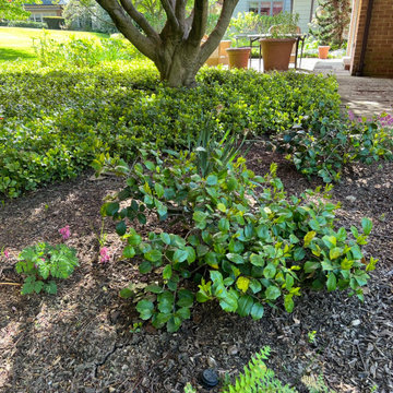 Native Plant Transformation of a HOA restricted landscape