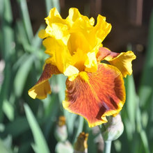 My flowers/gardens