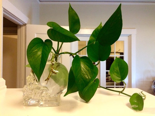 Plant Id Pothos Or Philodendron Propagation Station More Info