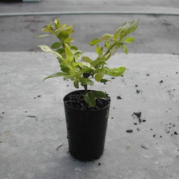 Duranta Sheenas Gold - Plants