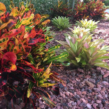 Bromeliads garden