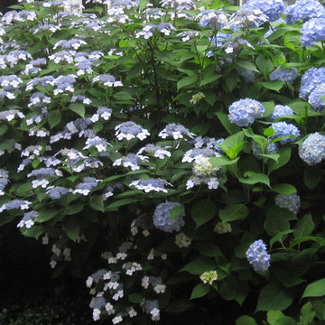 Two hydrangea cultivars