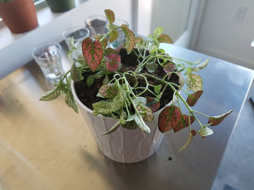 Polka Dot plant help