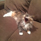 Denise Hirschhorn's photo