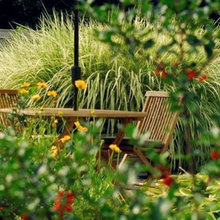 my backyard garden