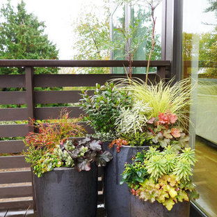 シアトルの冬のコンテンポラリースタイルのおしゃれな庭の写真