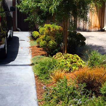 Master Suite Privacy: A Front Yard Transformed