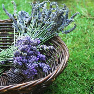 F A R M - Lavender Farms + Fields