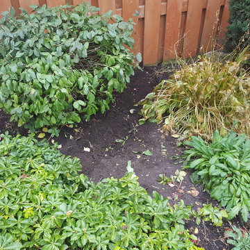 Stump Grinding