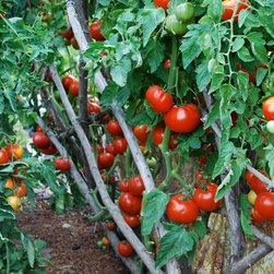 Custom crafted by Steve Masley - Redwood Branch Trellises - Outdoor Products