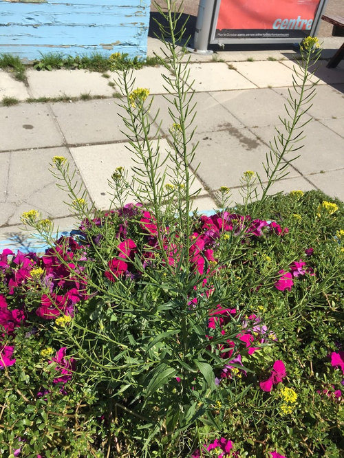 What's the yellowflowered weed?