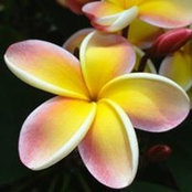 Alison Mora's photo