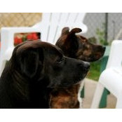 Denise Zigarelli_Bond's photo