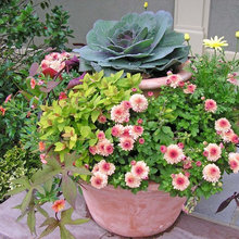 Container gardens