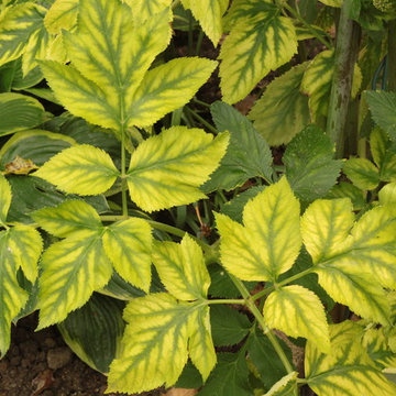 Potager