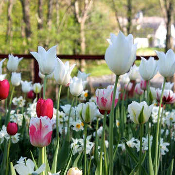 Bulb Plantings