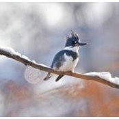 Sue Hinchman's photo
