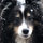 janice_latta