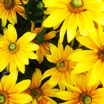 Annual Flower Gardens