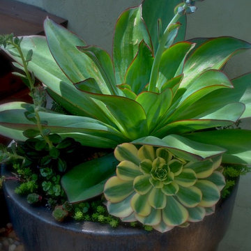 Contemporary Container Garden