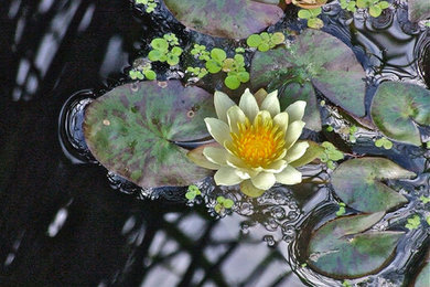 Artful Women 2016/September White Water Lily/Honorable Mention Award