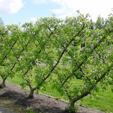 Fruit Tree Pruning