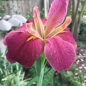 Angela Mustachia Mabe's photo