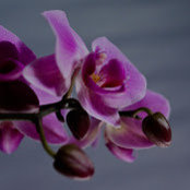 Leslie Klauman's photo