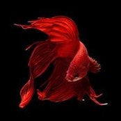 Andrea Bartolucci's photo