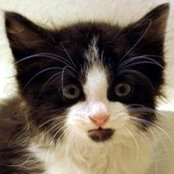 Julia Shuford's photo