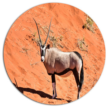 Oryx In Bright Namib Desert, Animal Disc Metal Wall Art, 11"