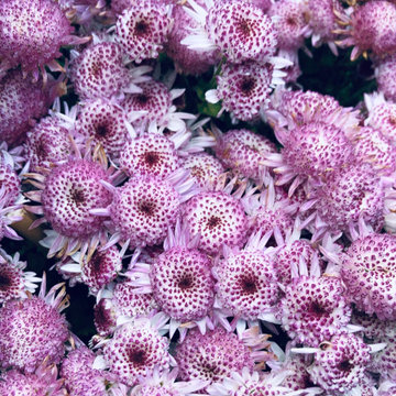 Flower Gardens