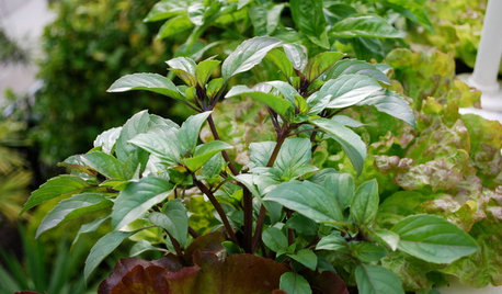 5 Mosquito-Repelling Plants for Your Balcony