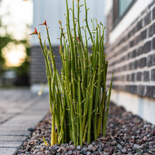 Front Courtyard AZ