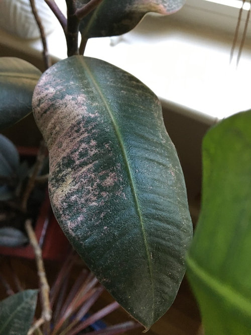 Sun Burnt Rubber Plant?