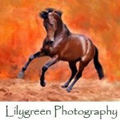 Wendy Lilygreen-Photography's photo