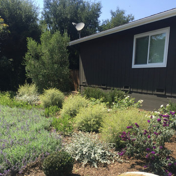 Drought tolerant plantings at front of the house