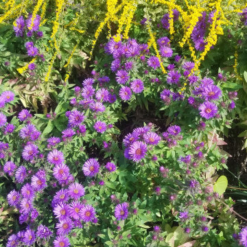 Pollinator Garden
