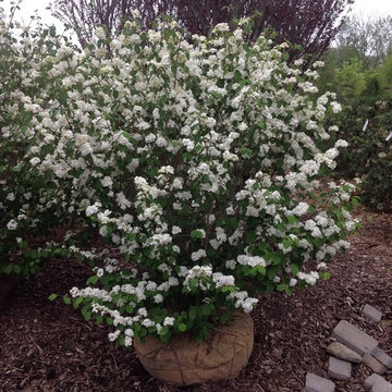 Popcorn Viburnum