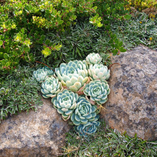 Kleiner Eklektischer Vorgarten im Sommer mit Gartenweg, direkter Sonneneinstrahlung und Natursteinplatten in San Francisco