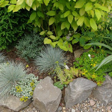 planting