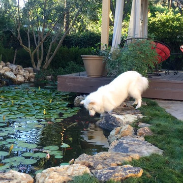 Water Loving Creatures