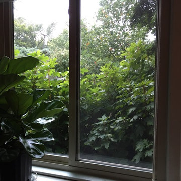 10/2/15 Fiddle Leaf Fig