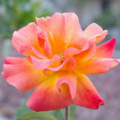 Julia Tang's photo