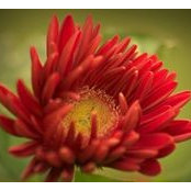Mathilda Irawan's photo